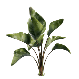 VIP ticket decoration